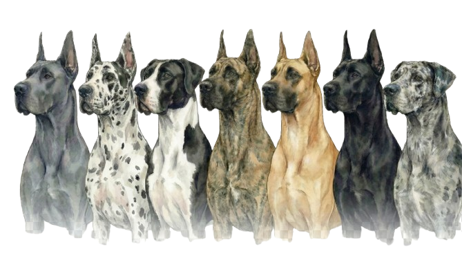 Great Danes representing the breed's recognized colors